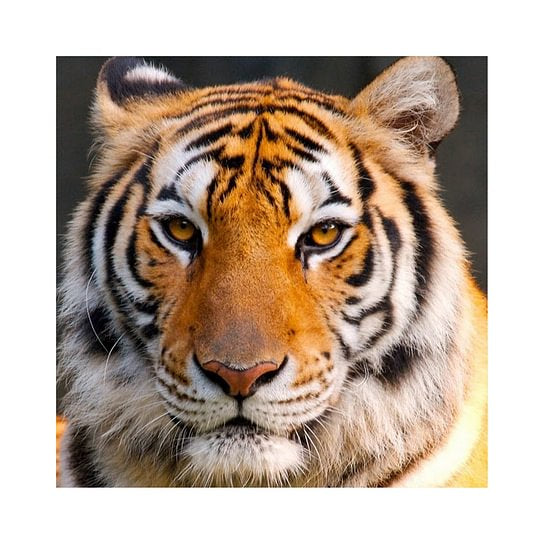 Tiger 30*30cm full round drill diamond painting