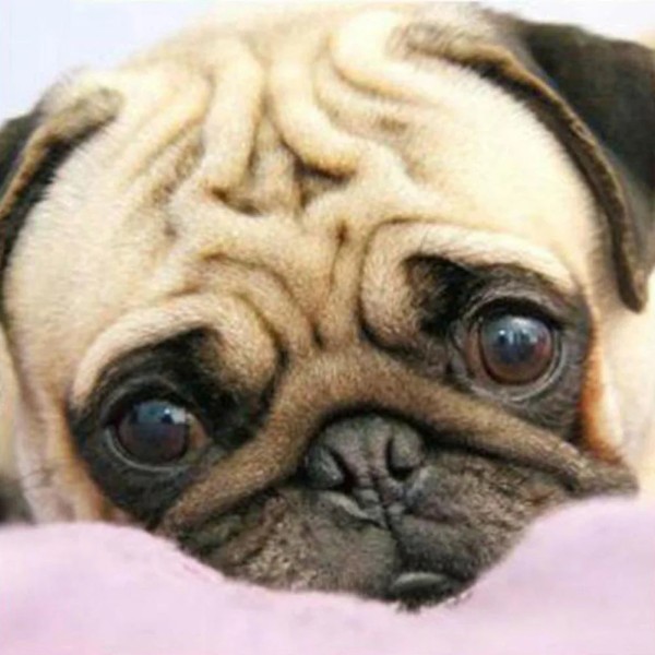 Pug Dog