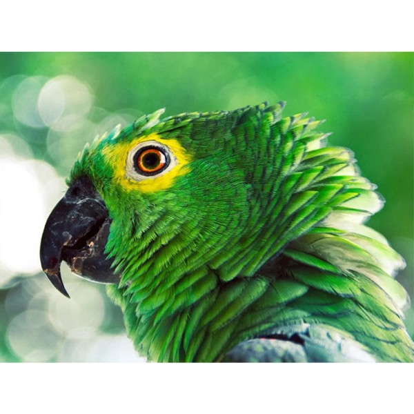 Green Parrot 40*30cm full square drill diamond painting