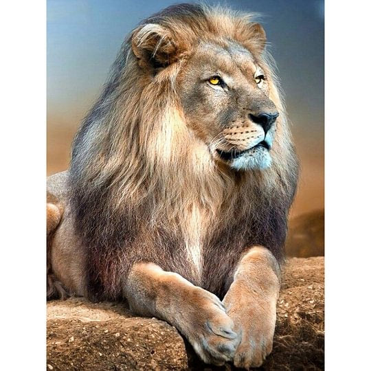 Lying Lion 50*60cm full round drill diamond painting