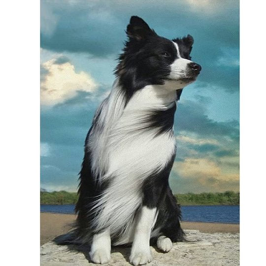 Dog Border Collie 40*50cm full round drill diamond painting