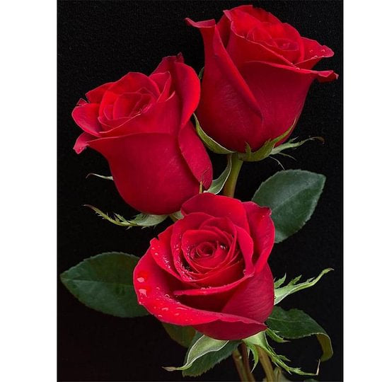 Red Roses 30*40cm full round drill diamond painting