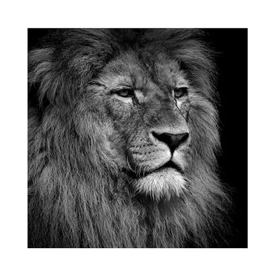 Lion 30*30cm full round drill diamond painting